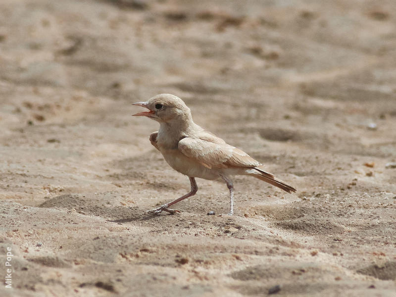 Bar-tailed Lark