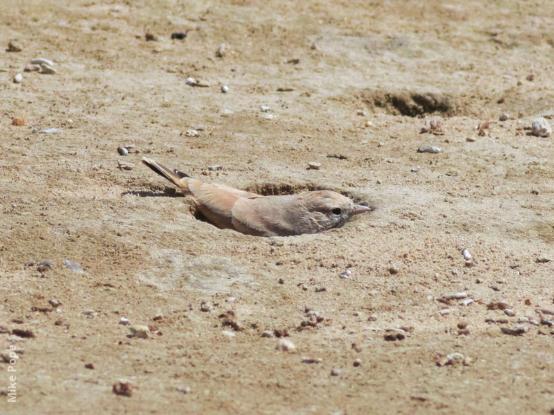 Bar-tailed Lark