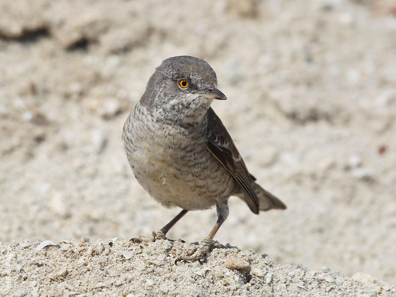 Barred Warbler