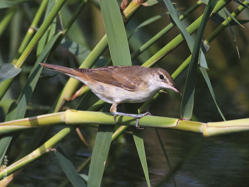 Basra Reed Warbler (Juvenile)