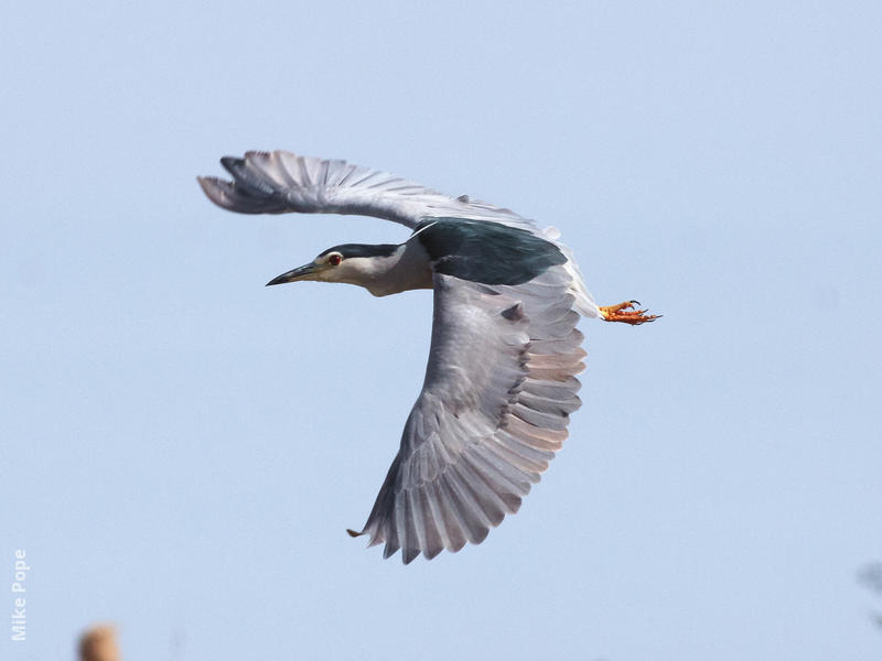 Black-crowned Night Heron