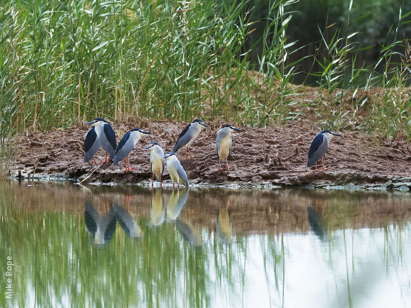 Black-crowned Night Heron