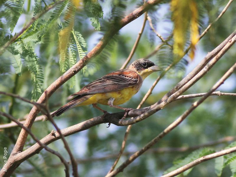 Black-headed Bunting (Male transitional)