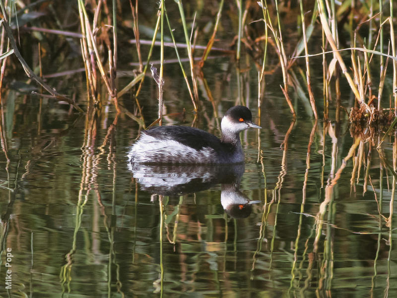 Black-necked Grebe (Winter)