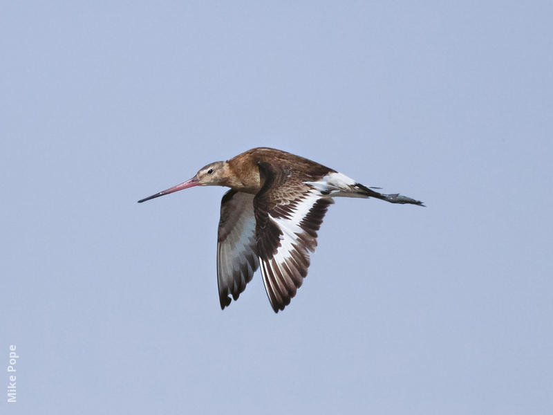 Black-tailed Godwit (Autumn)