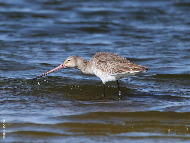 Black-tailed Godwit (Non - breeding)