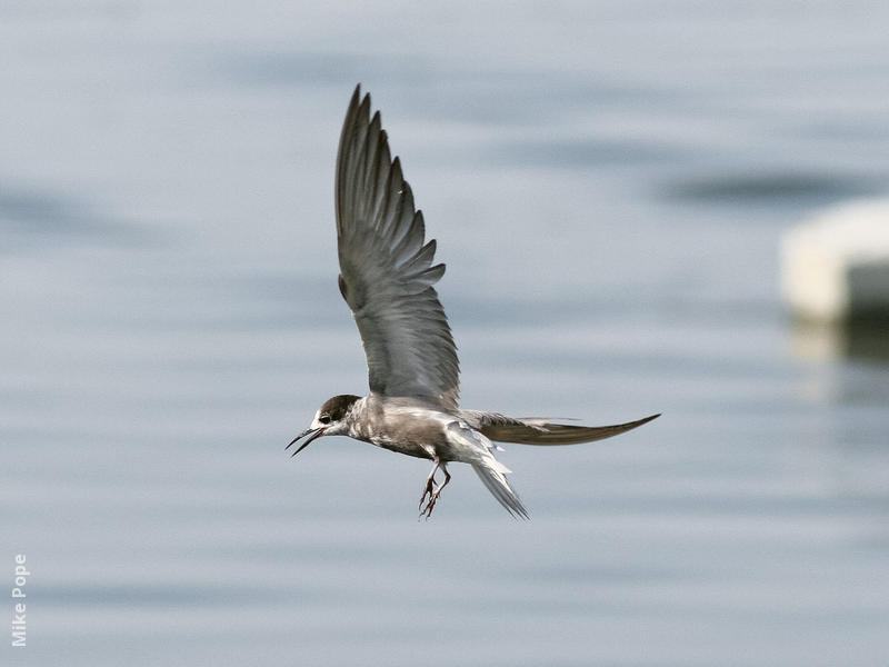 Black Tern