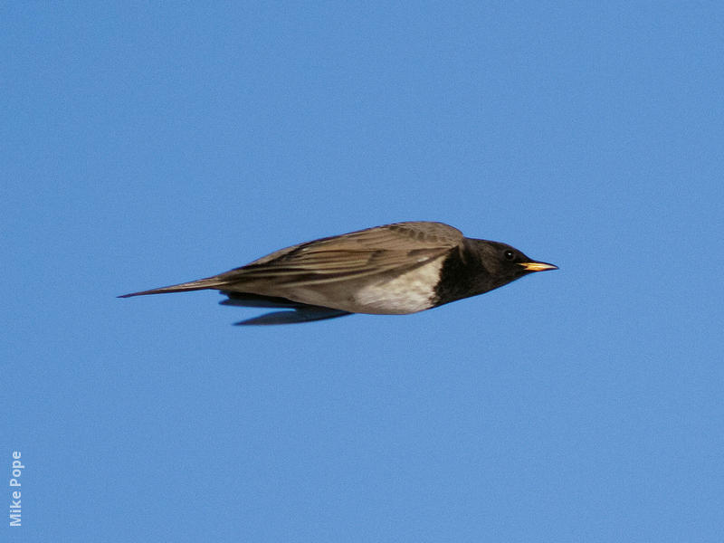 Black-throated Thrush (Male)