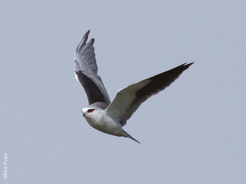 Black-winged Kite 