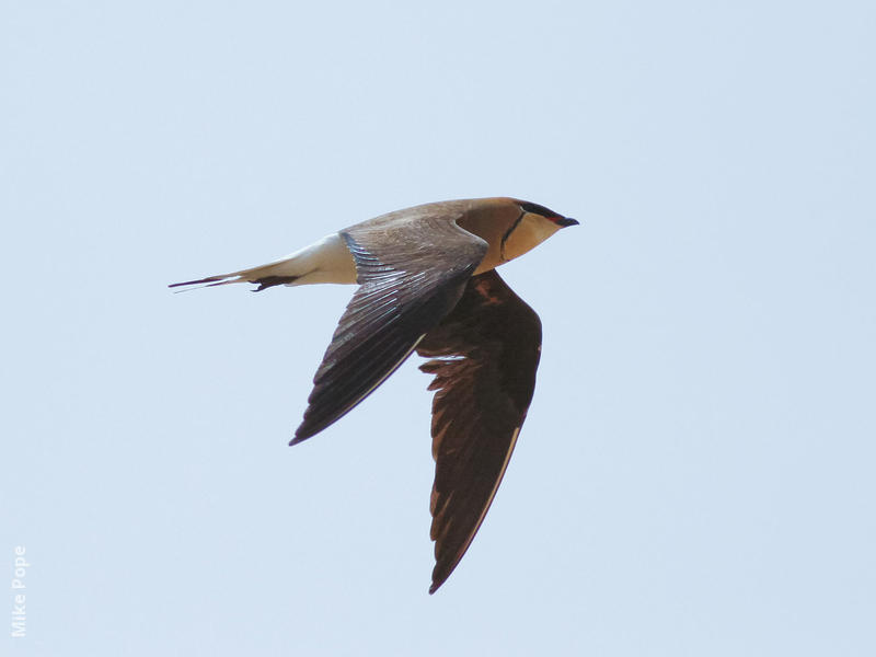 Black-winged Pratincole