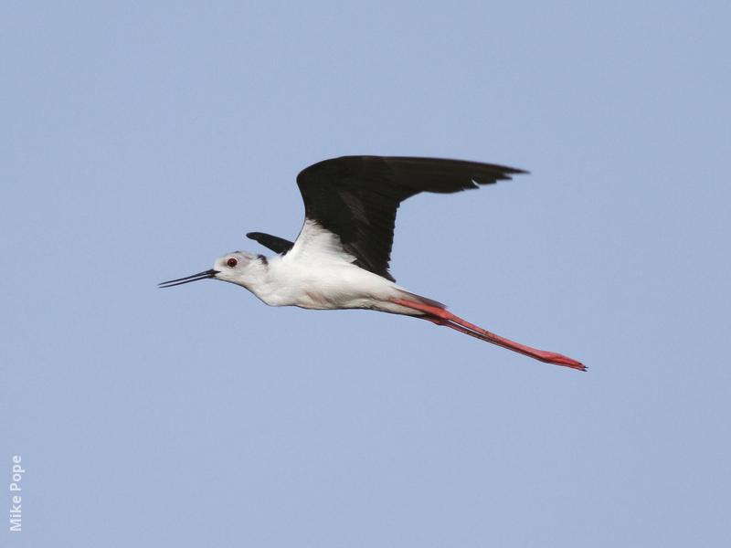 Black-winged Stilt (Male)