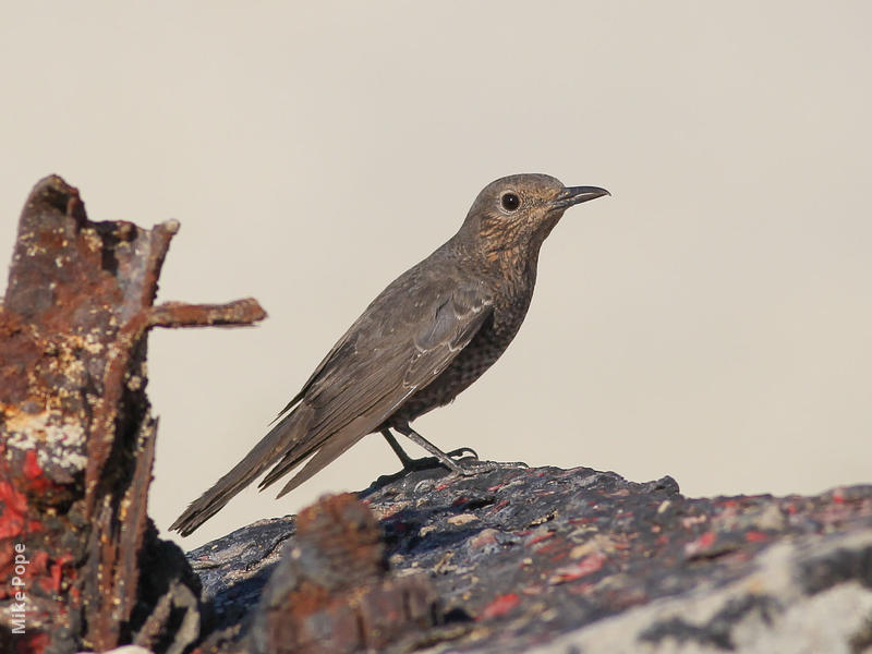 Blue Rock Thrush (Immature autumn)