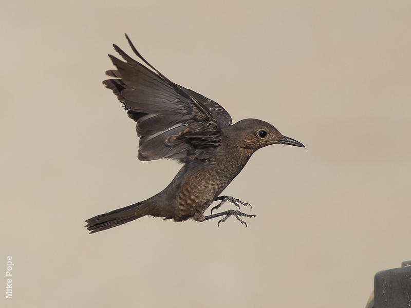 Blue Rock Thrush (Immature autumn)