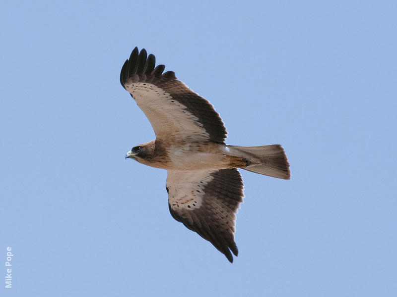 Booted Eagle (Pale morph)