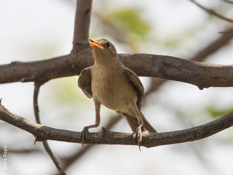 Booted Warbler