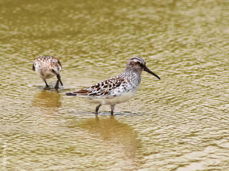 Broad-billed Sandpiper (Breeding plumage)