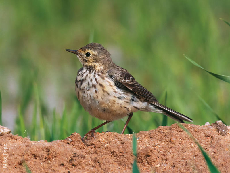 Buff-bellied Pipit (Non-breeding plumage)