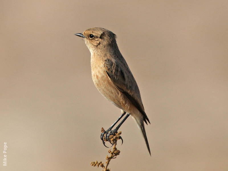 Byzantine Stonechat (female)