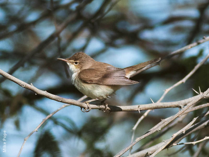 Caspian Reed Warbler 