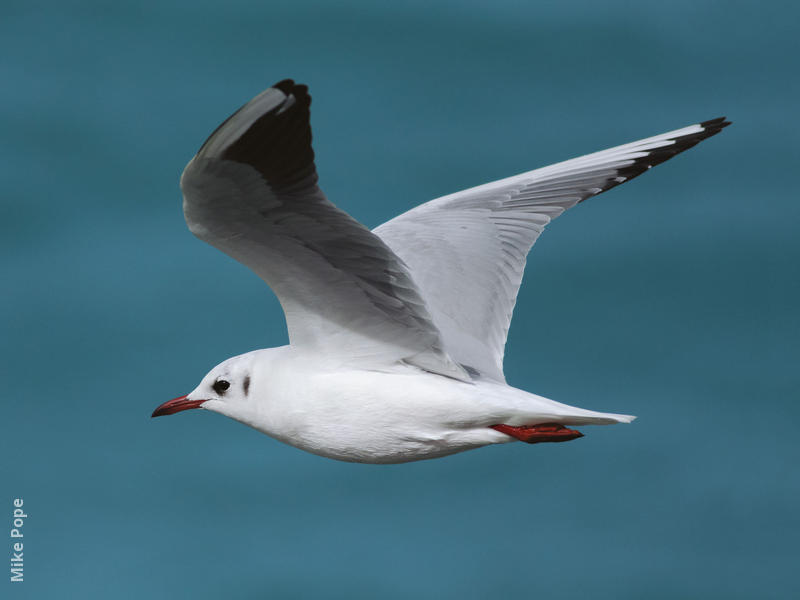 Common Black-headed Gull (Winter)