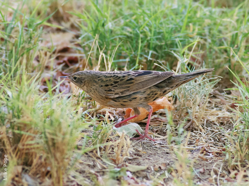 Common Grasshopper Warbler