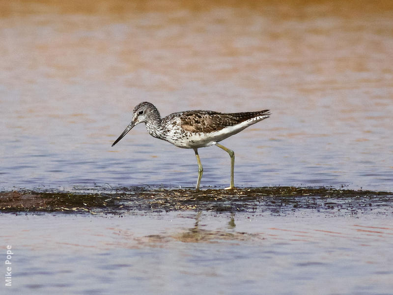 Common Greenshank (Breeding plumage)