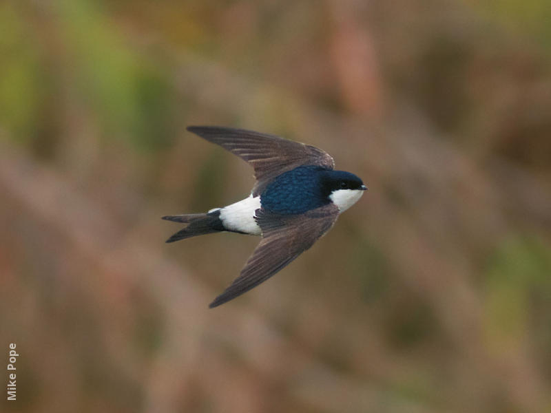 Common House Martin