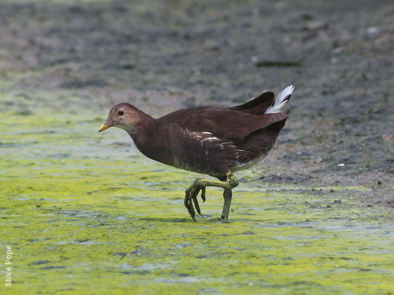 Common Moorhen (Immature)