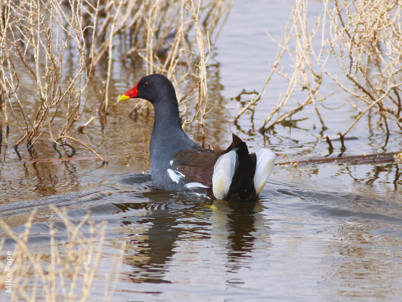 Common Moorhen 