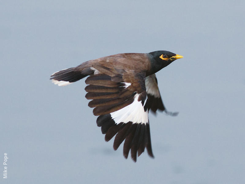 Common Myna 