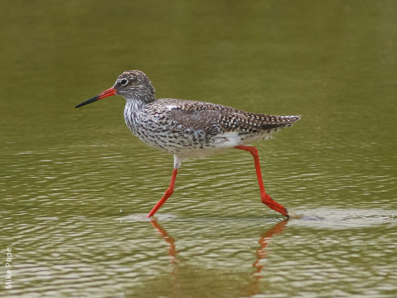 Common Redshank (Breeding plumage)