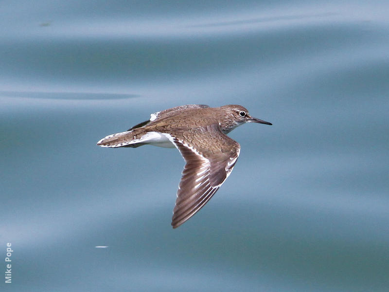 Common Sandpiper