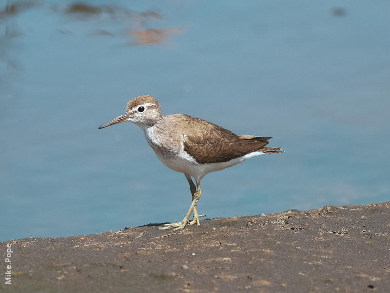 Common Sandpiper (Non - breeding)