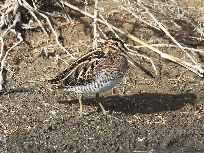 Common Snipe