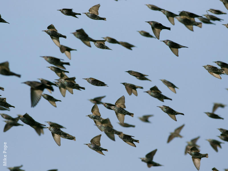 Common Starlings