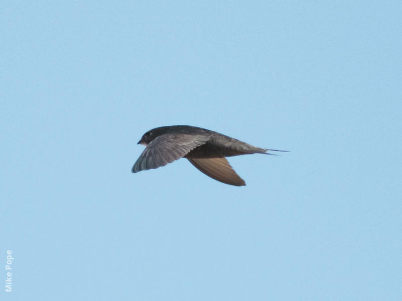 Common Swift 