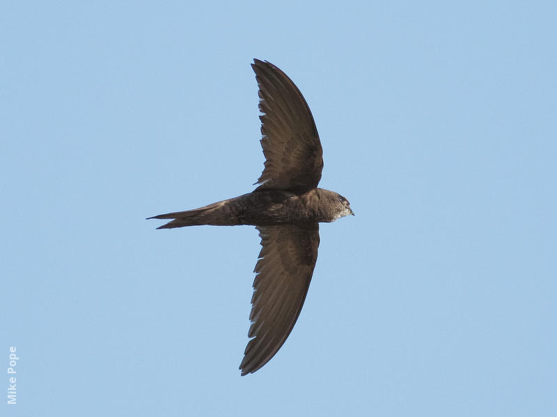 Common Swift 