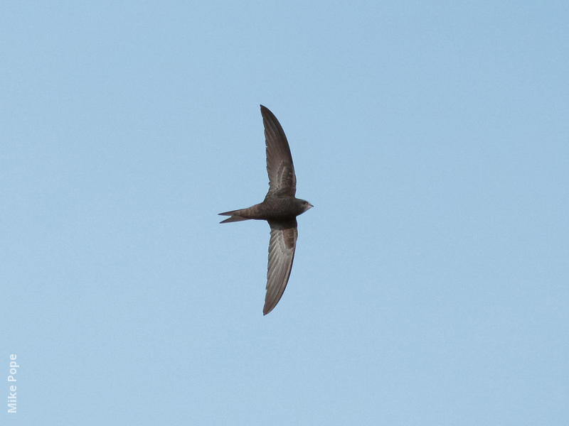 Common Swift 