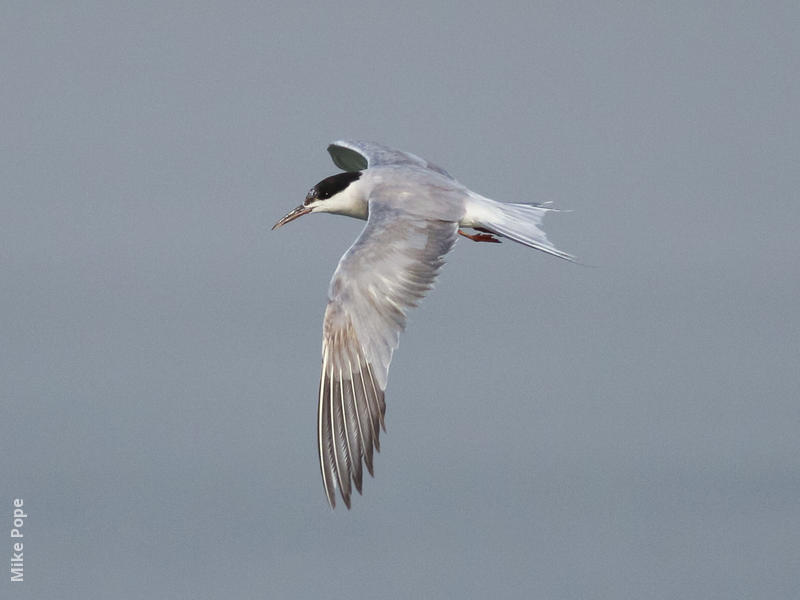 Common Tern