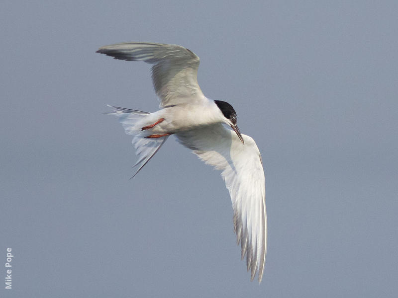 Common Tern