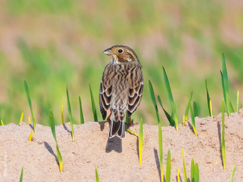 Corn Bunting