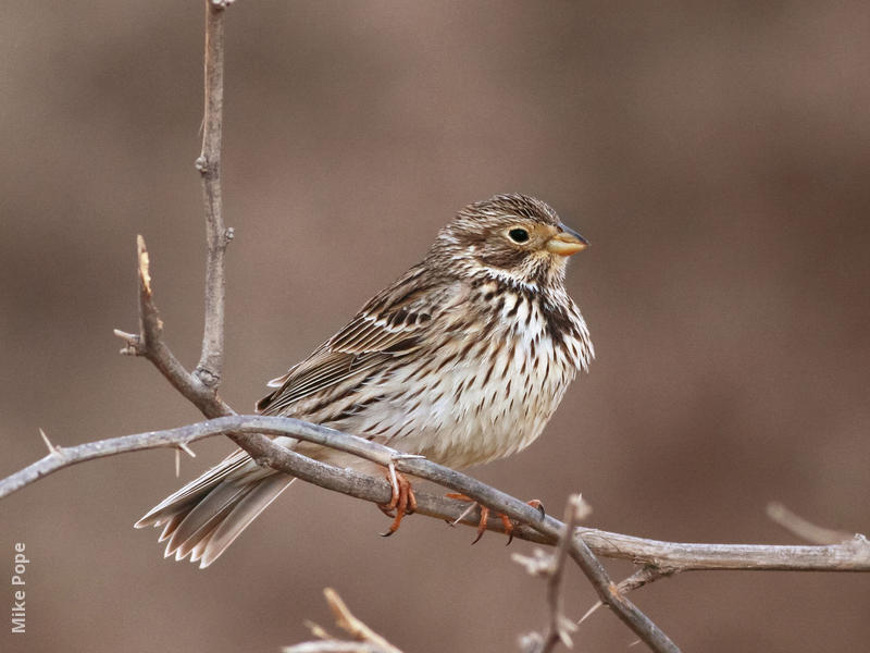 Corn Bunting 