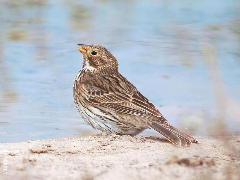 Corn Bunting 