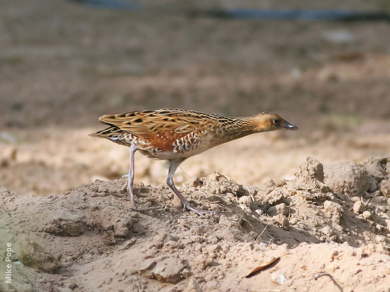 Corncrake