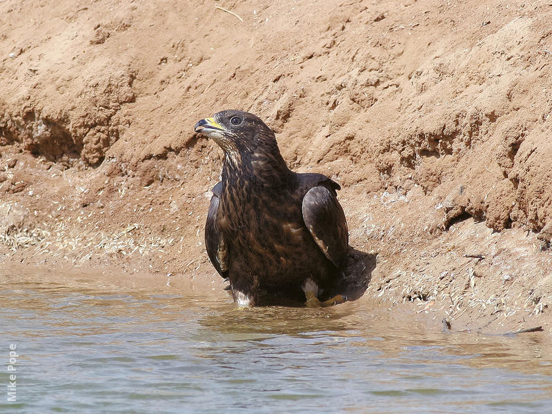 Crested Honey Buzzard (Dark morph)