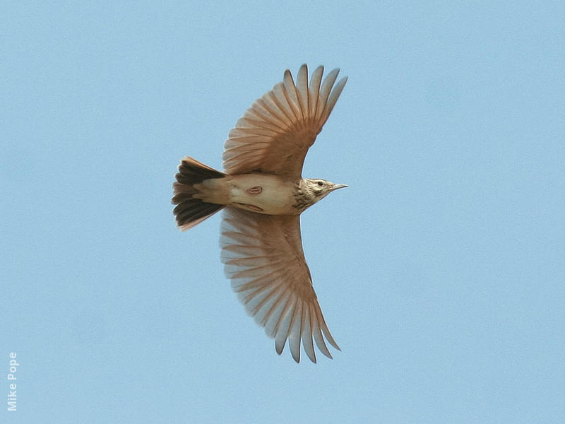 Crested Lark