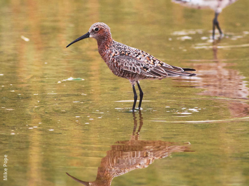 Curlew Sandpiper (Spring)