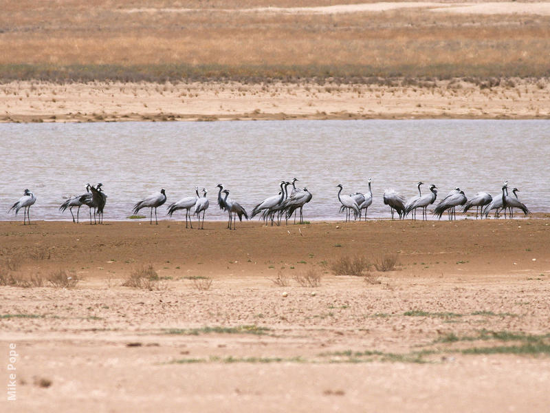 Demoiselle Crane