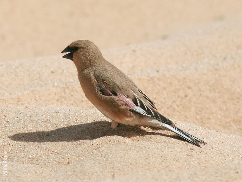 Desert Finch (Breeding plumage)