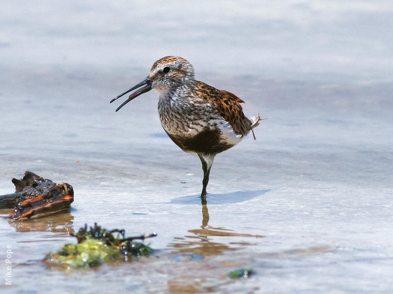 Dunlin (Breeding plumage)